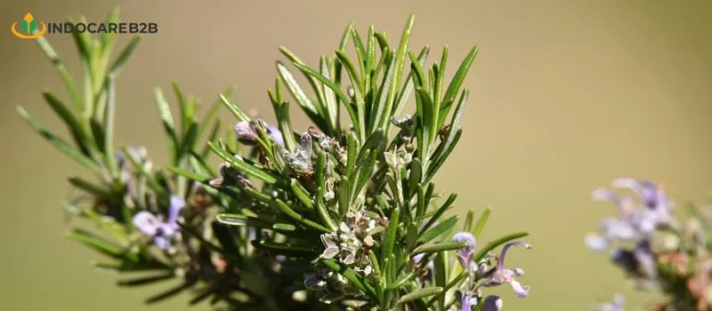 Manfaat Rosemary yang Tersedia dalam Suplemen Kesehatan