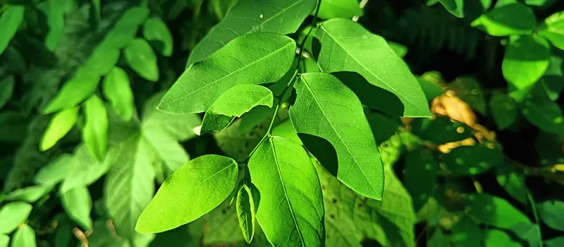 Manfaat Daun Katuk untuk Kesehatan