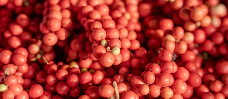 Manfaat Schisandra Chinesis dalam Suplemen Kesehatan