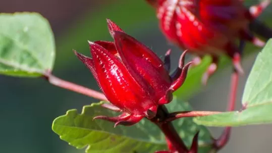 Manfaat Bunga Rosella untuk Wajah dalam Suplemen