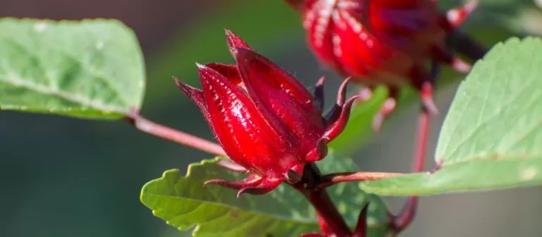 Manfaat Bunga Rosella untuk Wajah dalam Suplemen